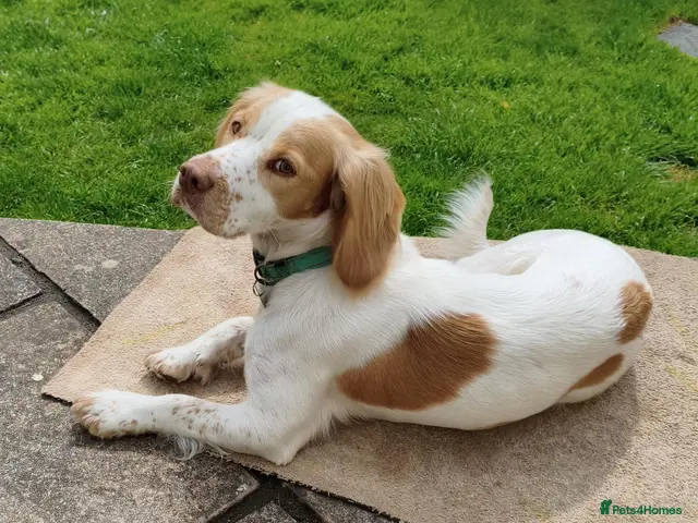 Sprocker dogs for sale: Beautiful Working Spaniel Puppies - Advert 1