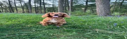 Cocker Spaniel dogs for sale: Stunning Litter Of Cocker Puppies for sale  in Penrith - Advert 13
