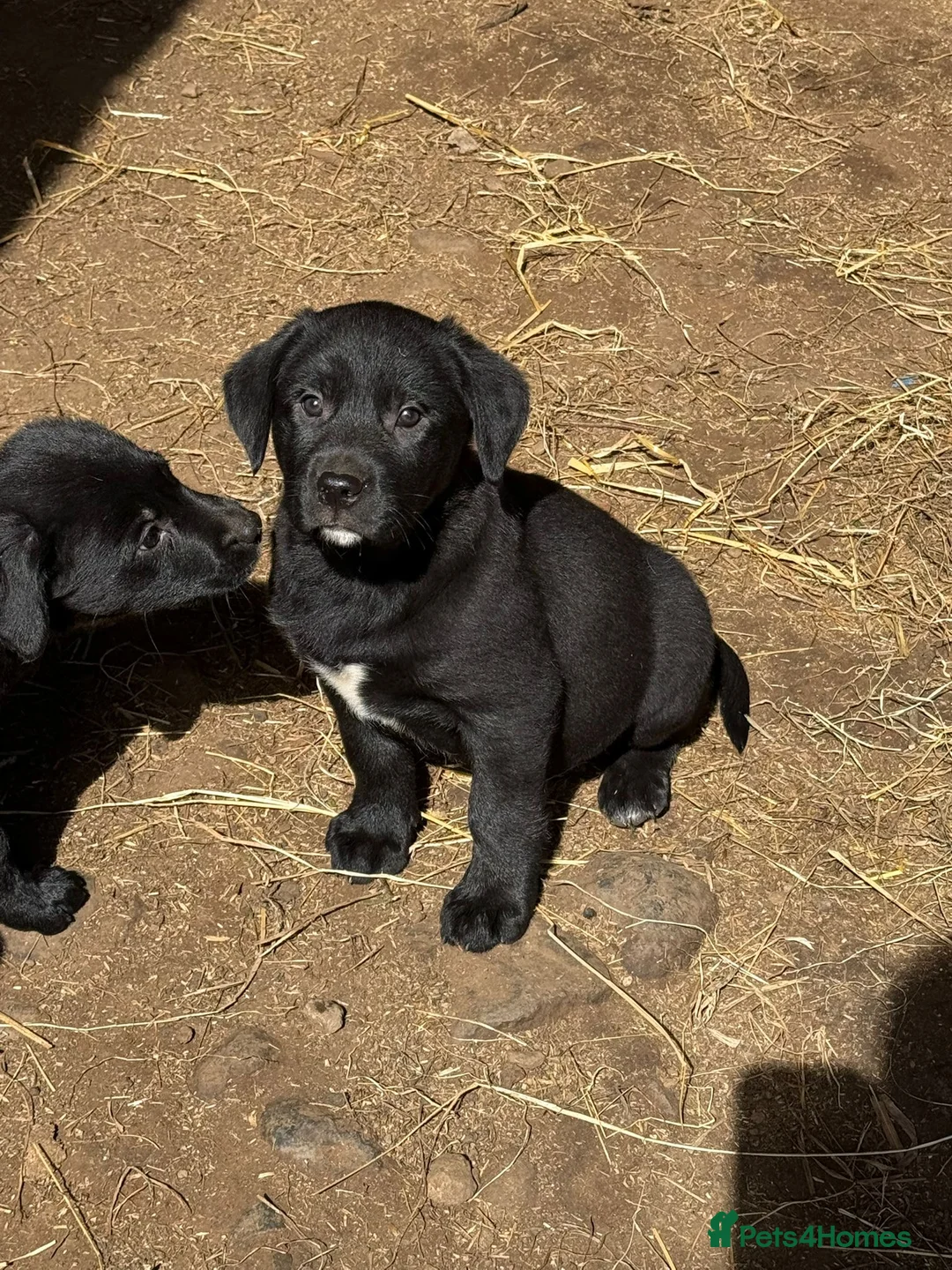 Borador dogs for sale: Labrador x collie pups in Darvel - Advert 8