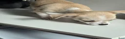 Chihuahua dogs for sale: 4 chihuahua males looking for their forever home - Advert 6