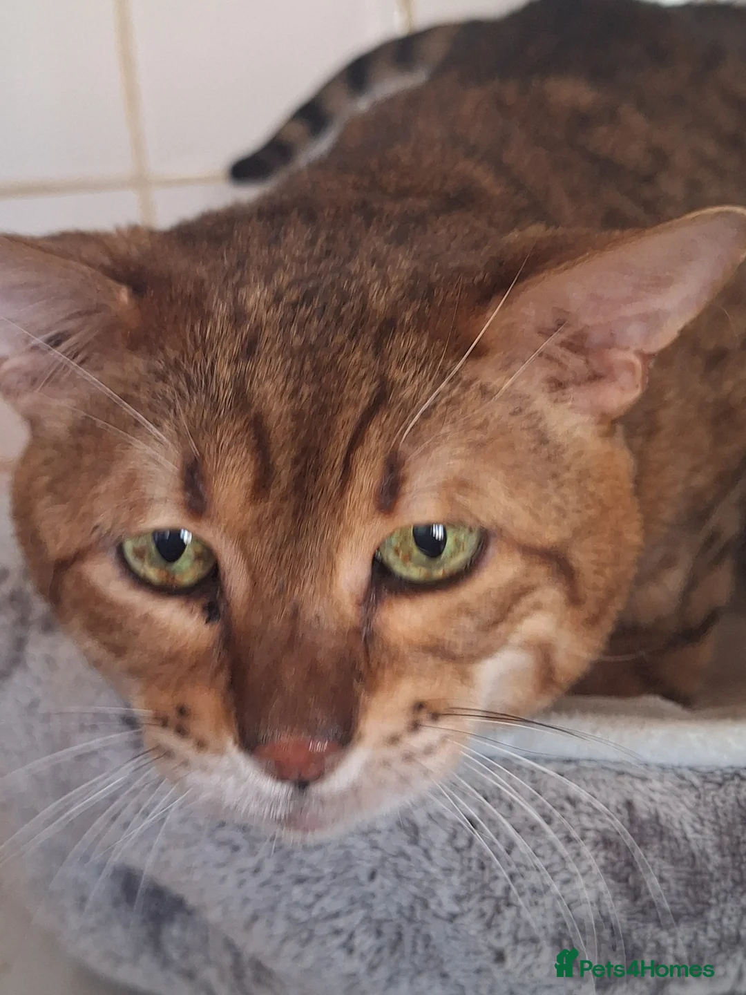 Savannah cats for sale: Savannah Tica SBTF5 Elton old needs a home - Advert 1