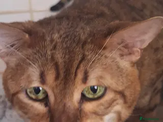 Savannah cats Savannah Tica SBTF5 Elton old needs a home - Advert 5