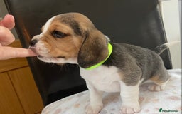 Beagle dogs for sale: KC Registered Beagle Puppies - Image 12