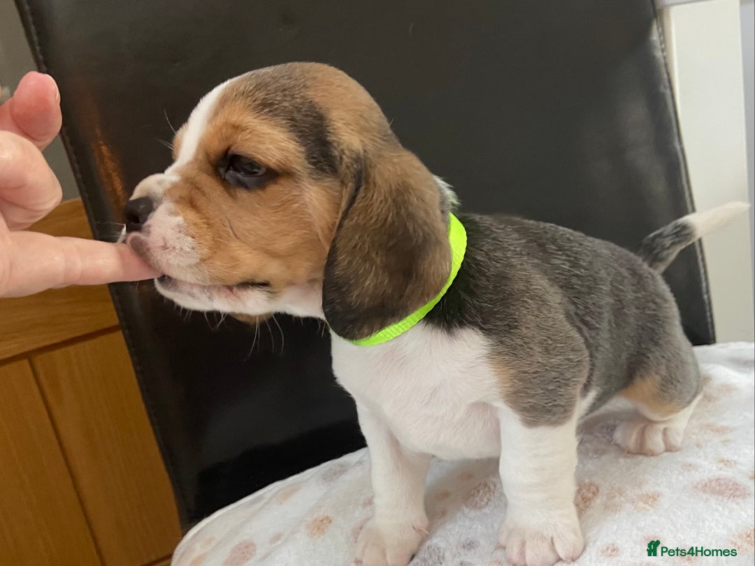 Beagle dogs for sale: KC Registered Beagle Puppies - Image 12