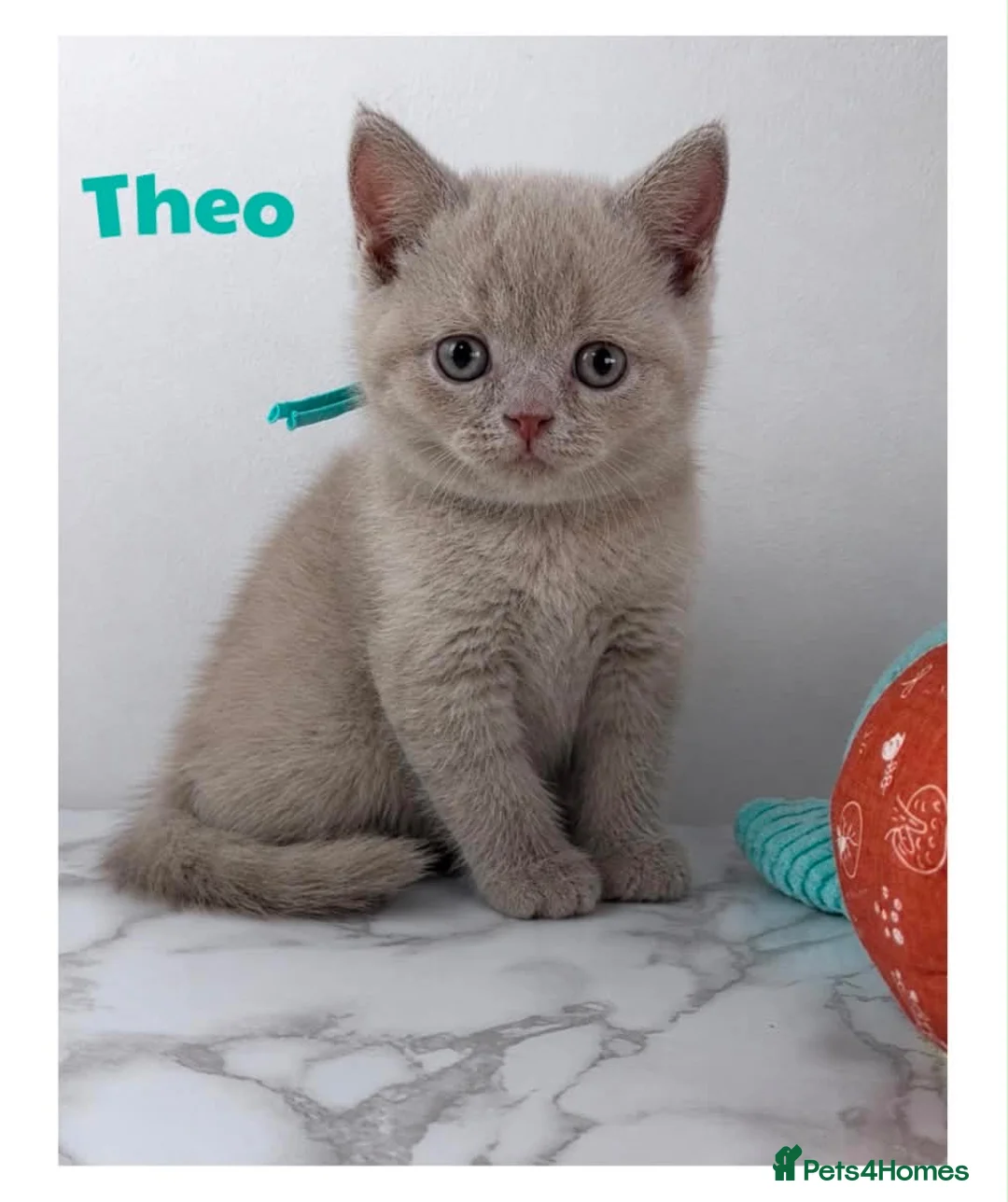 British Shorthair cats for sale: Champion line BSH kittens  in Belvedere - Advert 9