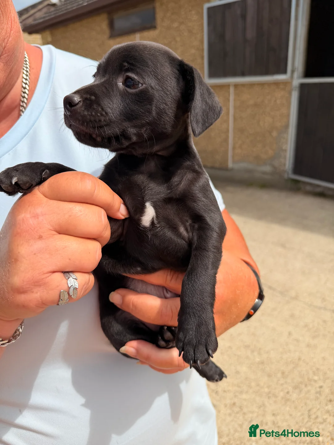 Patterdale Terrier dogs for sale: Patterdale Male puppies  in Ingatestone - Advert 6