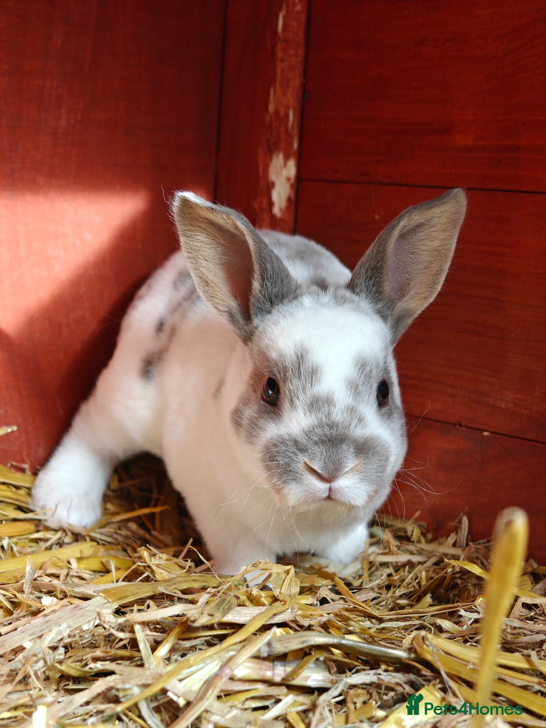 Rex rabbits for sale: Mixed litter of Mini Rex  - Image 11