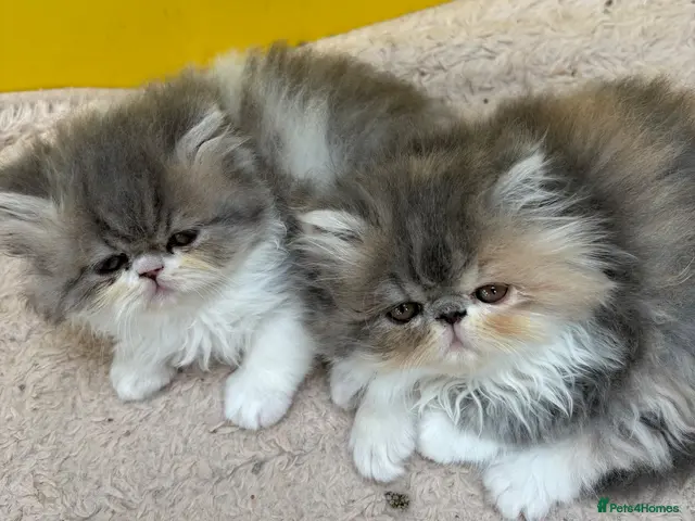 Exotic cats for sale: 2 Exotic kittens both fluffy male and female - Advert 1