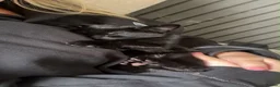 Mixed Breed cats for sale: Two 11 week old kittens in Cannock - Advert 3