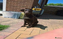 Australian Kelpie dogs for sale: 5 Month Old Australian Kelpie  - Image 5