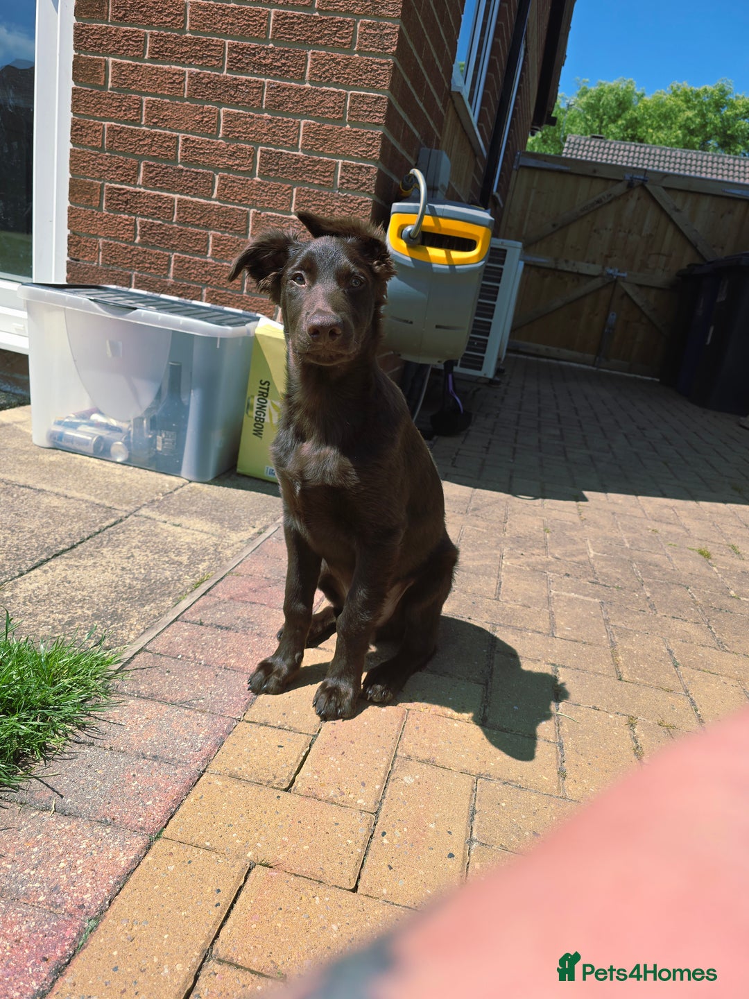 Australian Kelpie dogs for sale: 5 Month Old Australian Kelpie  - Image 5