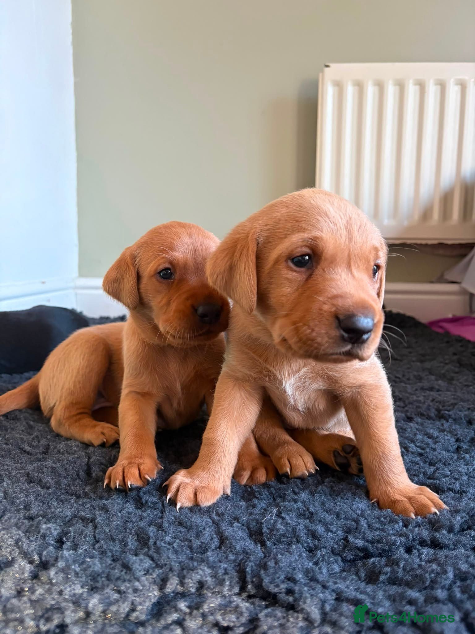 Labrador Retriever dogs KC registered Labrador puppies fox red and black  - Advert 9