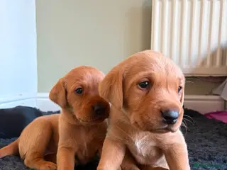 Labrador Retriever dogs KC registered Labrador puppies fox red and black - Advert 9