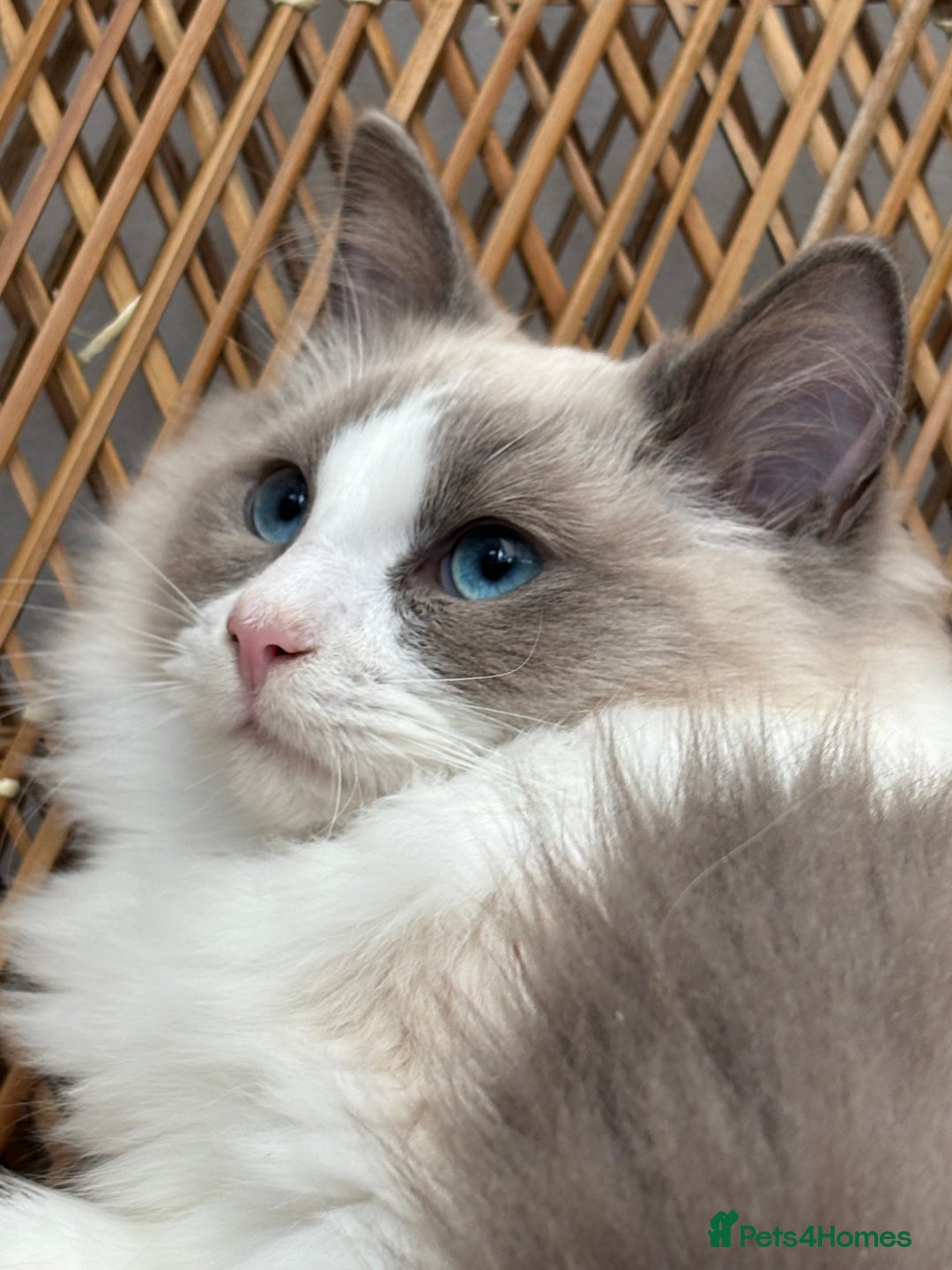 Ragdoll cats for sale: 🌟TICA🌟Champion Ragdoll🏆🏆🏆 - Image 1