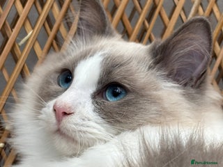 Ragdoll cats - Advert 2