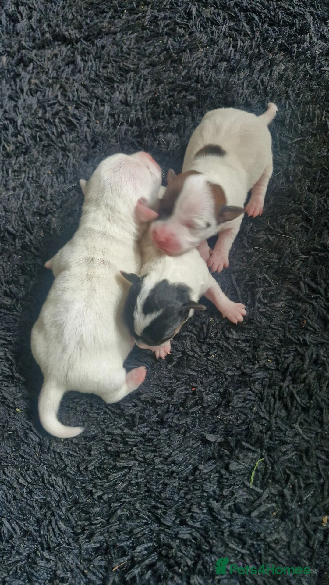Jack Russell dogs for sale: Jack Russell puppies  - Advert 2
