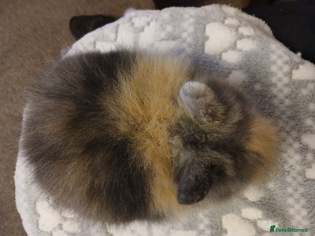 Lionhead rabbits for sale: Stunning DM Lionhead baby rabbits  - Advert 4