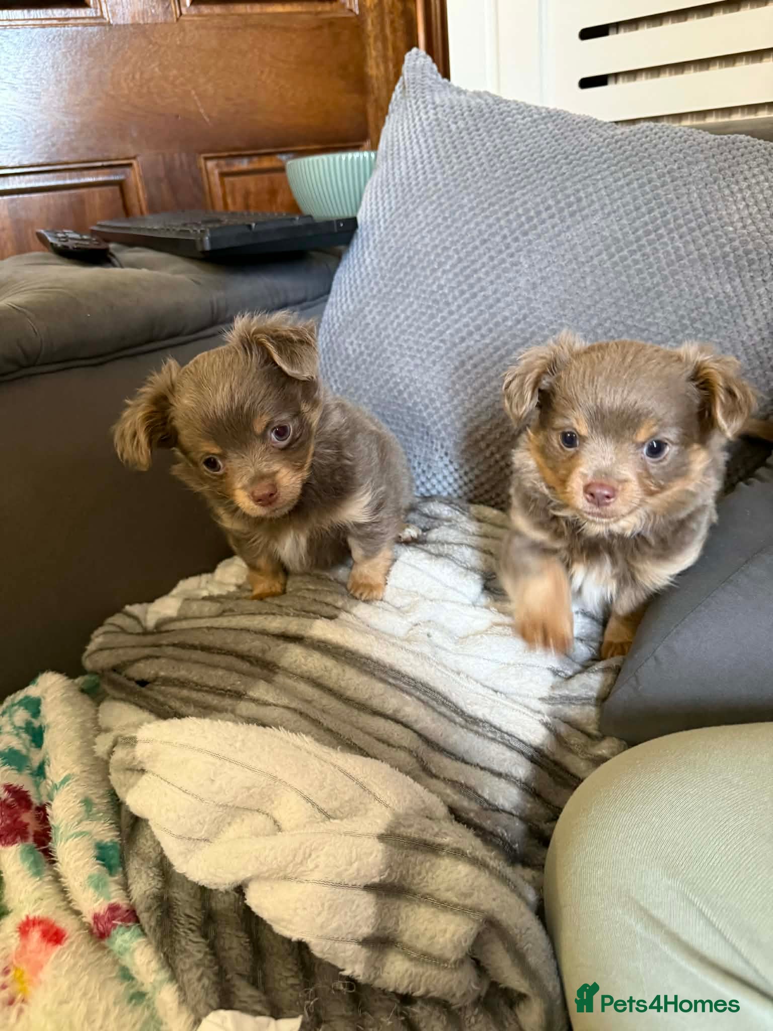 Chihuahua dogs Beautiful fluffy Chihuaha pups for sale - Advert 1
