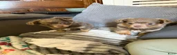 Chihuahua dogs for sale: Beautiful fluffy Chihuaha pups for sale - Advert 1