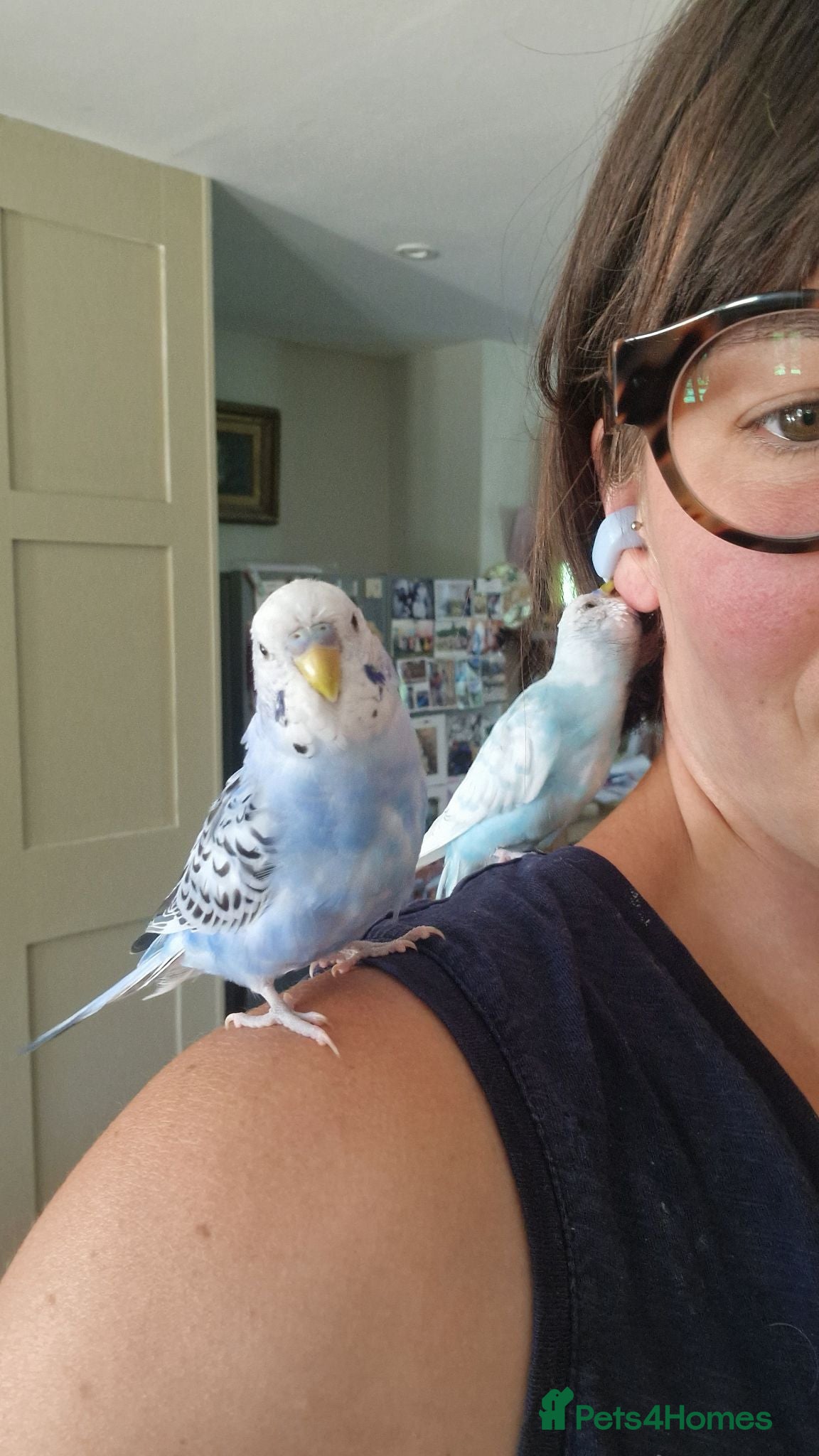 Budgerigars birds Home bred budgies  - Advert 3