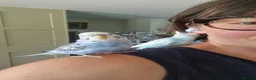 Budgerigars birds for sale: Home bred budgies  in South Petherton - Advert 1