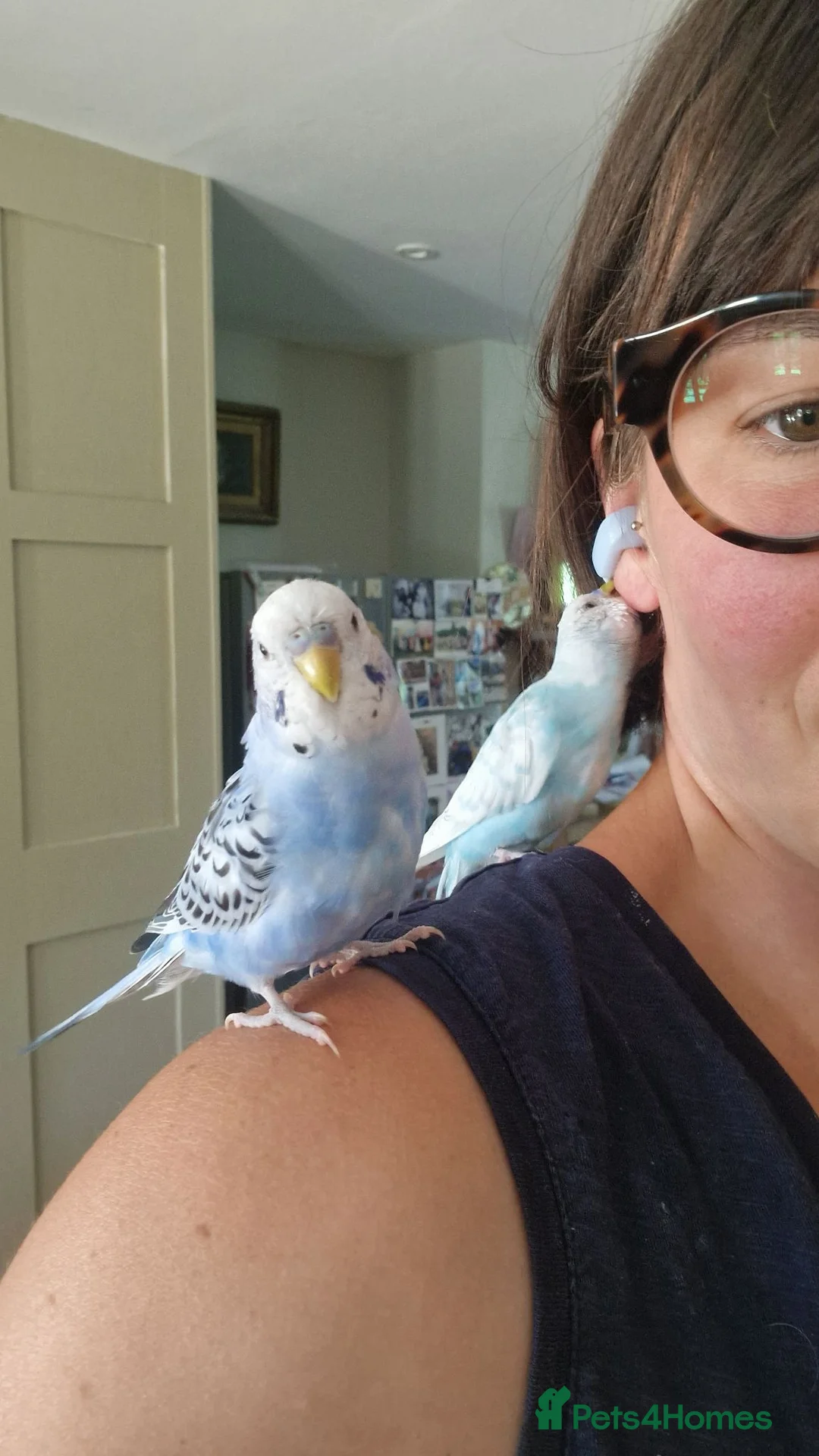 Budgerigars birds for sale: Home bred budgies  in South Petherton - Advert 1