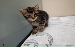 Domestic Shorthair cats for sale: Meshmesh - Image 1