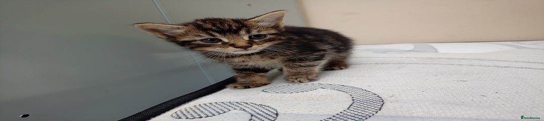 British tabby cat Kitten with dark blue eyes 1