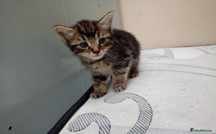 Domestic Shorthair cats - Advert 18