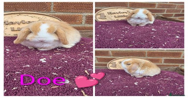 Mini Lop rabbits - Advert 3
