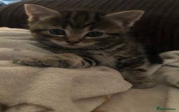 Mixed Breed cats for sale: Loving Kittens Looking For Forever Home - Image 2