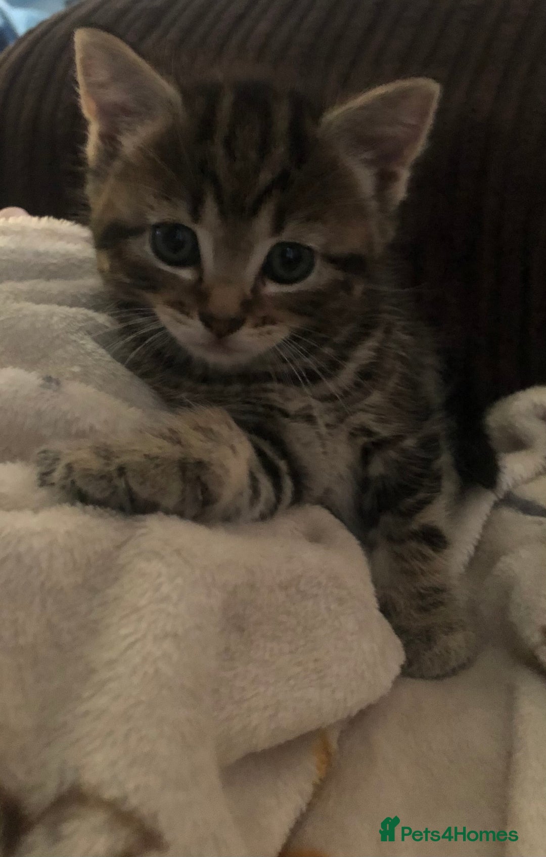 Mixed Breed cats for sale: Loving Kittens Looking For Forever Home - Image 2