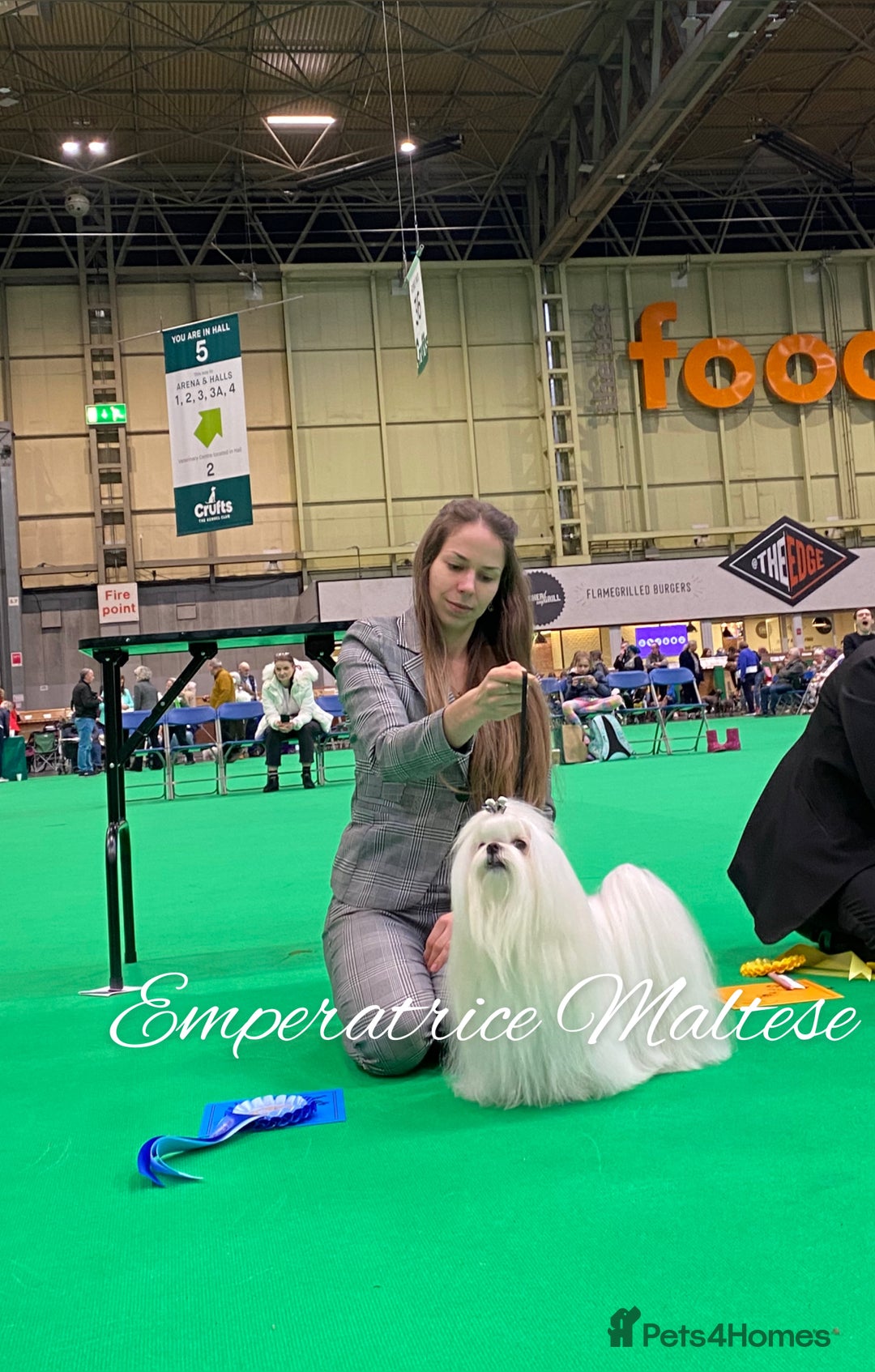 Maltese dogs for sale: Emperatrice Maltese-Korean Line Show Maltese KC Re - Image 13