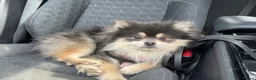 Pomeranian dogs for sale: Blue & Tan Pomeranian  in Ipswich - Advert 2