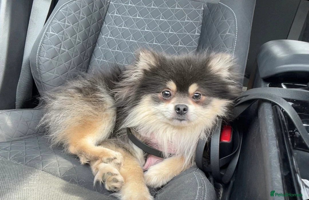 Pomeranian dogs for sale: Blue & Tan Pomeranian  in Ipswich - Advert 2