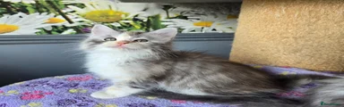Maine Coon 9 Truffle