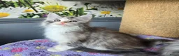 Maine Coon cats for sale: Stunning TICA Maine Coon kittens - Advert 24