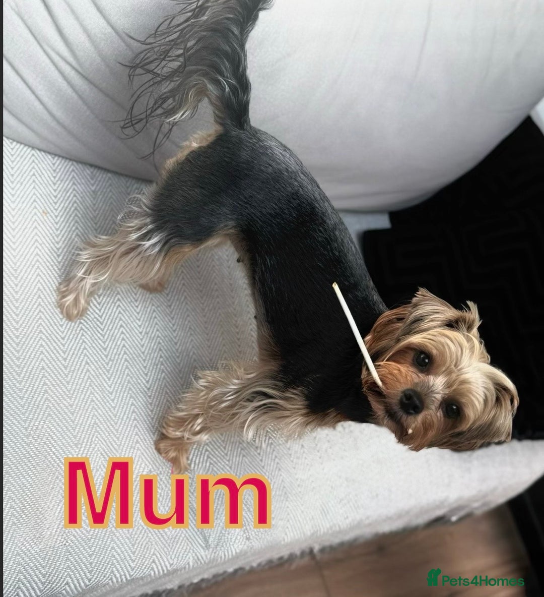 Yorkshire Terrier dogs for sale: YORKSHIRE TERRIER PUPPIES  - Advert 2