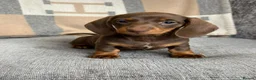 Miniature Dachshund dogs for sale: lovely Miniature Smooth Dachshund puppies  in Livingston - Advert 9
