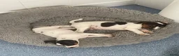 Mixed Breed dogs for sale: 3 male pups  in Pembroke - Advert 18