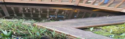 Pond Fish fish for sale: Large Pond Fish in Hayes - Advert 5