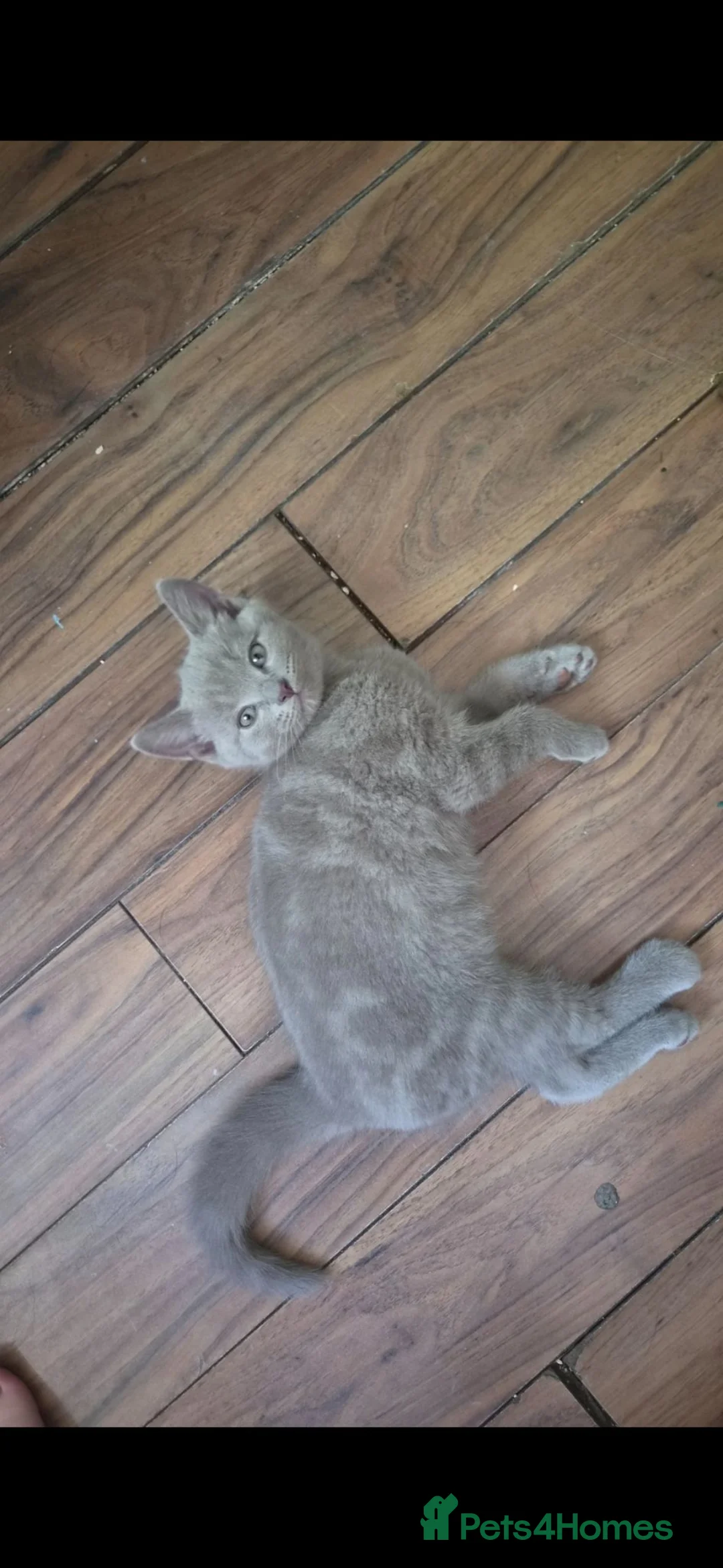 Mixed Breed cats for sale: 3 british short hair cross for sale  - Advert 2