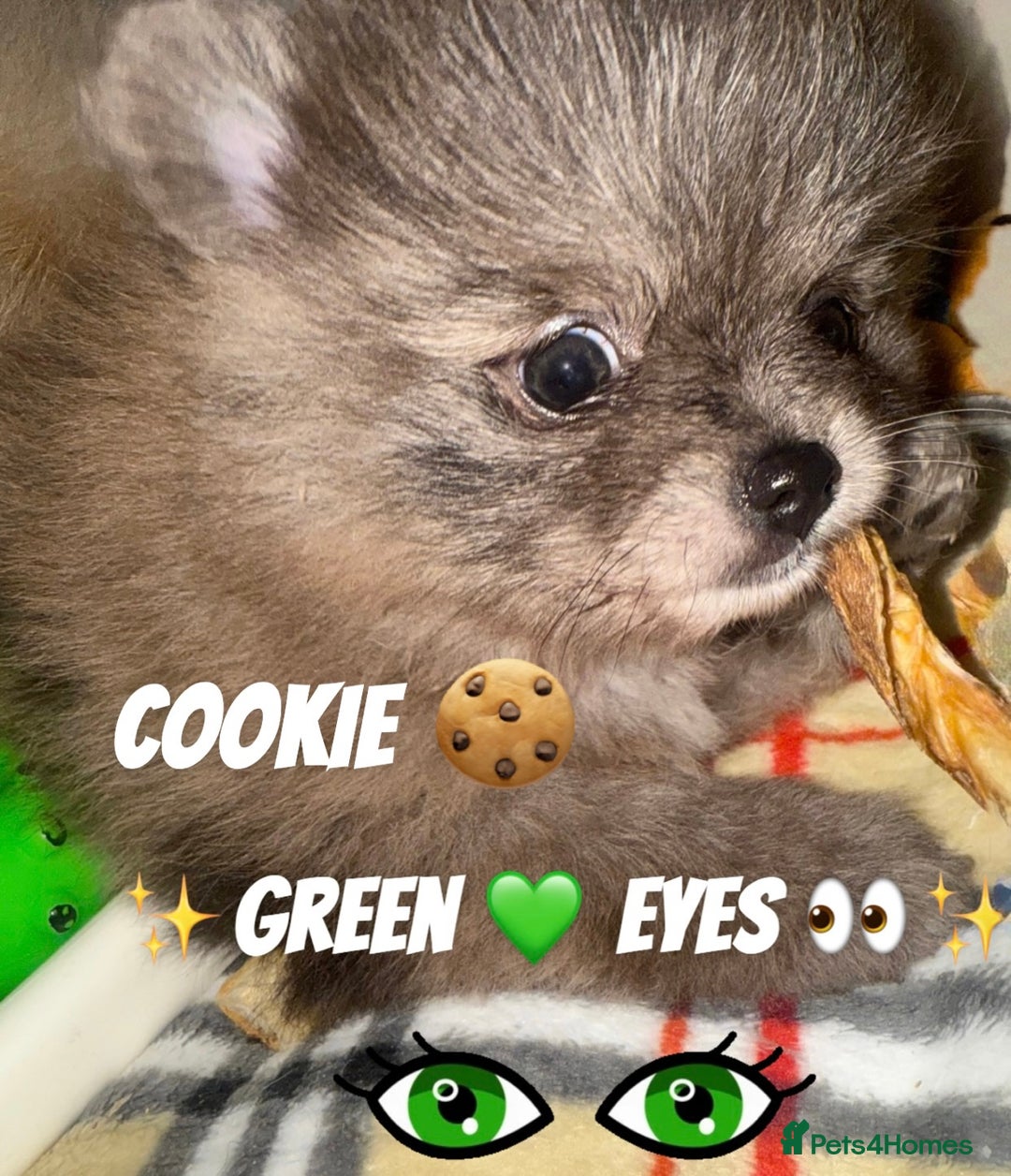 Pomeranian dogs for sale: ✨🐶Small Teddy Bear🧸 SKY🩵BLUE EYE 👀POMS🐶✨ - Advert 3