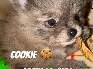 Pomeranian dogs ✨🐶650g Teddy Bear🧸 SMALL SKY🩵BLUE EYE 👀POMS🐶✨ - Advert 8