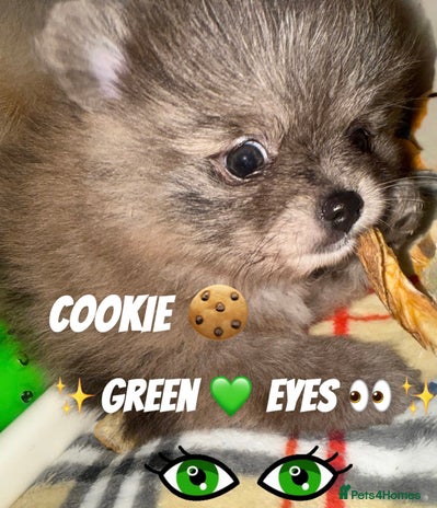 Pomeranian dogs ✨🐶SPECIAL Teddy Bear🧸 SMALL SKY🩵BLUE 👀 POMS🐶✨ - Advert 2