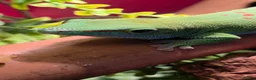 Gecko reptiles for sale: Male Madagascan giant day gecko in Liverpool - Advert 2