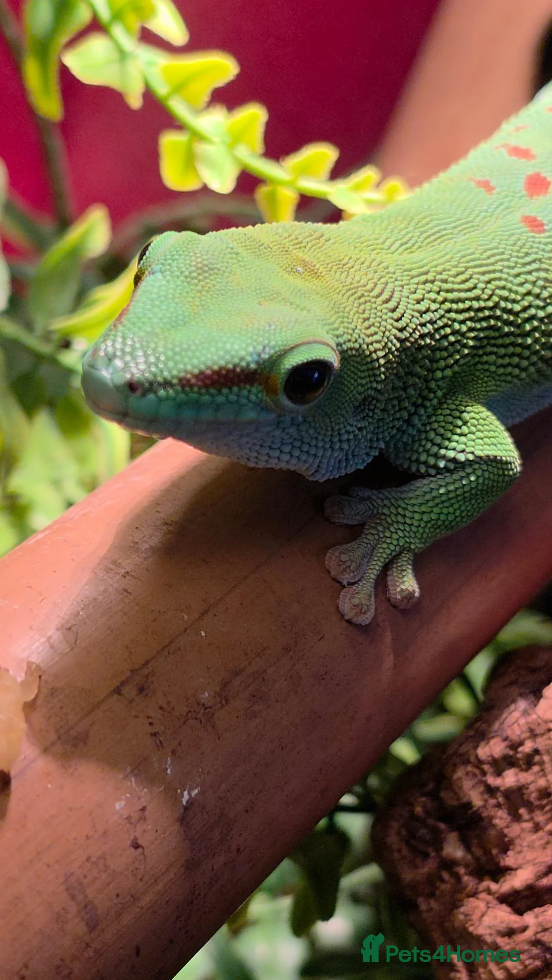 Gecko reptiles for sale: Male Madagascan giant day gecko in Liverpool - Advert 2
