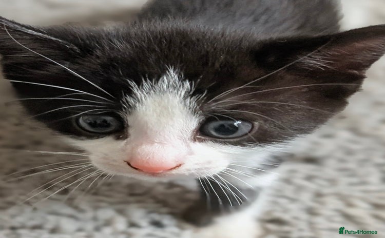 Mixed Breed cats - Advert 1