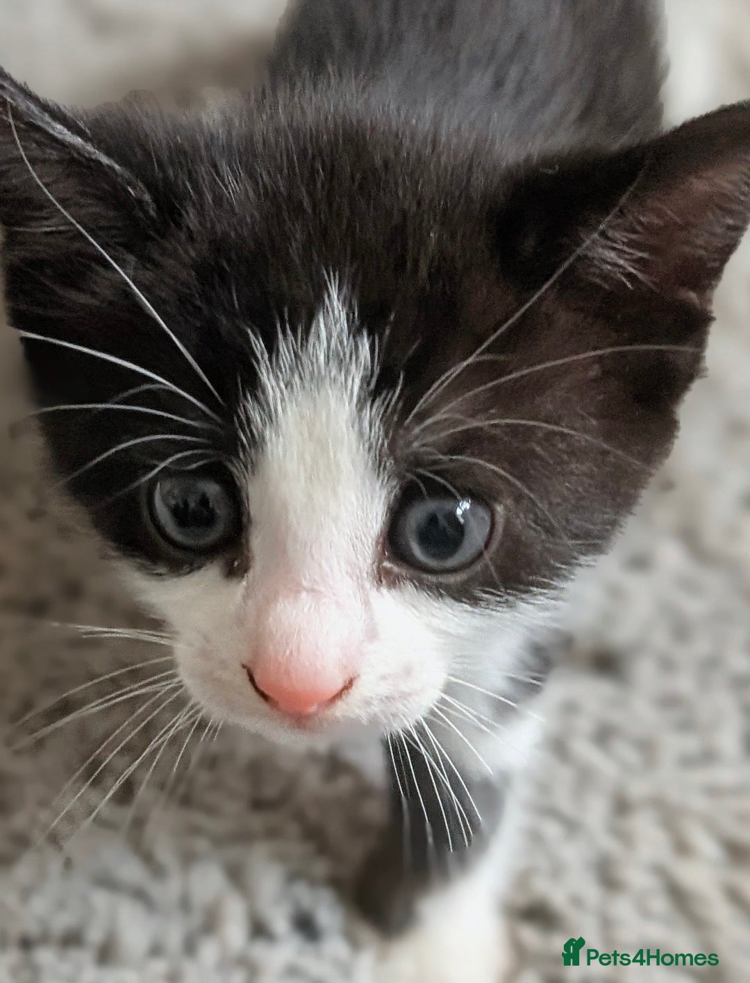 Mixed Breed cats for sale: Cute kittens for sale  - Image 2