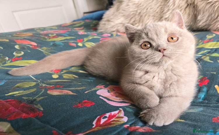 British Shorthair cats - Advert 1